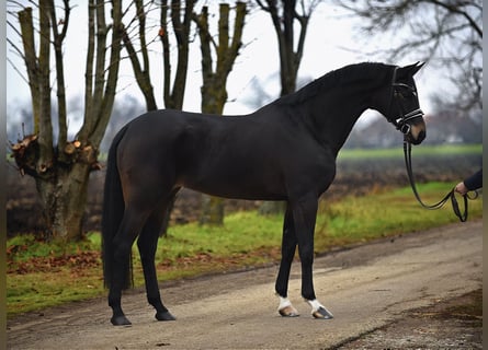 Hannoveraan, Merrie, 5 Jaar, 165 cm, Donkerbruin