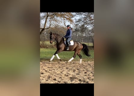 Hannoveraan, Merrie, 5 Jaar, 165 cm, Donkerbruin