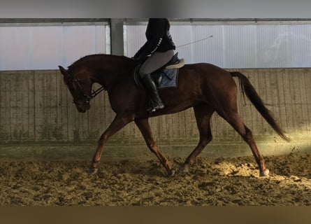 Hannoveraan, Merrie, 5 Jaar, 165 cm, Donkere-vos