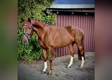 Hannoveraan, Merrie, 5 Jaar, 165 cm, Vos