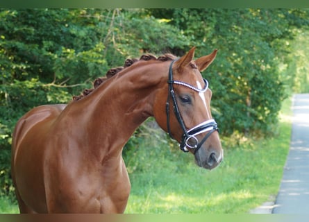 Hannoveraan, Merrie, 5 Jaar, 165 cm, Vos