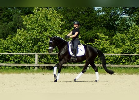 Hannoveraan, Merrie, 5 Jaar, 165 cm, Zwart