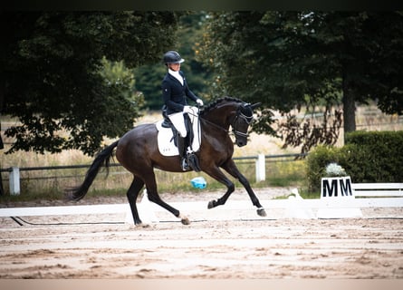 Hannoveraan, Merrie, 5 Jaar, 165 cm, Zwart