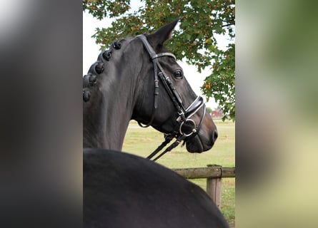 Hannoveraan, Merrie, 5 Jaar, 165 cm, Zwart