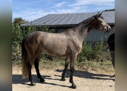Hannoveraan, Merrie, 5 Jaar, 165 cm, Zwartschimmel