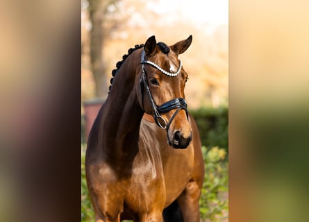 Hannoveraan, Merrie, 5 Jaar, 166 cm, Bruin