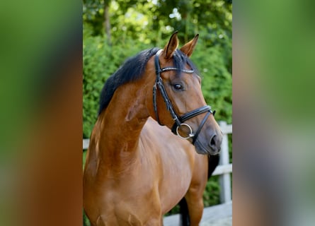 Hannoveraan, Merrie, 5 Jaar, 166 cm, Bruin