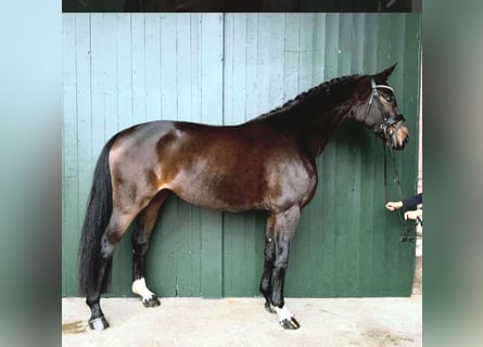 Hannoveraan, Merrie, 5 Jaar, 166 cm, Bruin