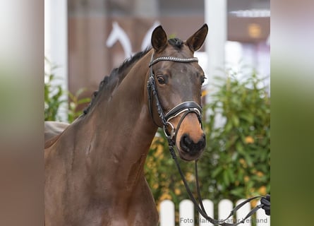 Hannoveraan, Merrie, 5 Jaar, 166 cm, Bruin