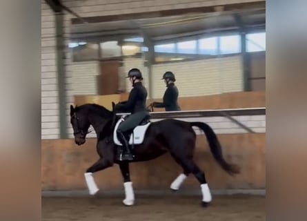 Hannoveraan, Merrie, 5 Jaar, 166 cm, Bruin