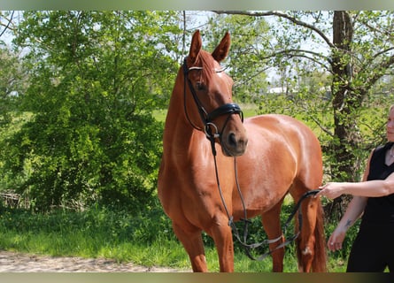 Hannoveraan, Merrie, 5 Jaar, 166 cm, Vos