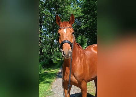 Hannoveraan, Merrie, 5 Jaar, 166 cm, Vos