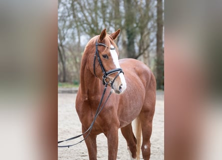 Hannoveraan, Merrie, 5 Jaar, 166 cm, Vos