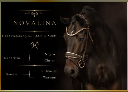 Hannoveraan, Merrie, 5 Jaar, 166 cm, Zwartbruin