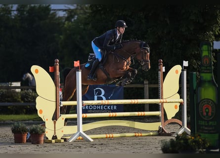 Hannoveraan, Merrie, 5 Jaar, 167 cm, Brauner