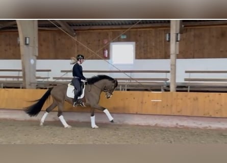 Hannoveraan, Merrie, 5 Jaar, 167 cm, Bruin