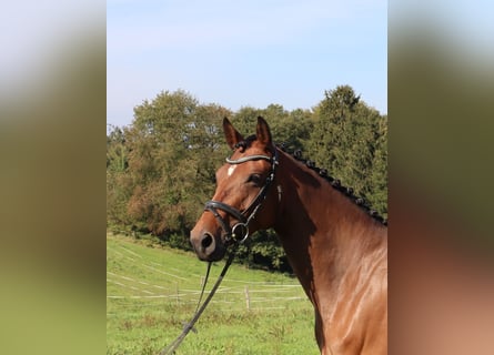 Hannoveraan, Merrie, 5 Jaar, 167 cm, Bruin