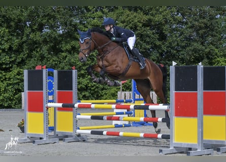 Hannoveraan, Merrie, 5 Jaar, 167 cm, Bruin