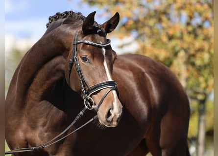 Hannoveraan, Merrie, 5 Jaar, 167 cm, Donkerbruin