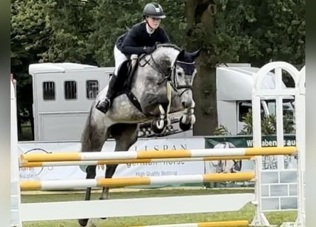 Hannoveraan, Merrie, 5 Jaar, 167 cm, Schimmel