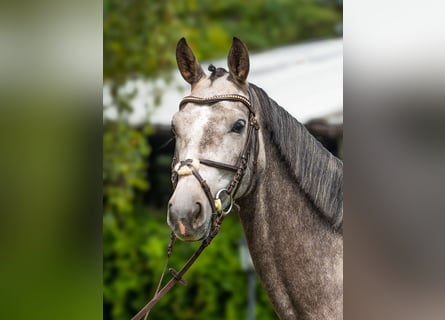 Hannoveraan, Merrie, 5 Jaar, 167 cm, Schimmel