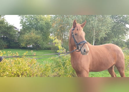 Hannoveraan, Merrie, 5 Jaar, 167 cm, Vos