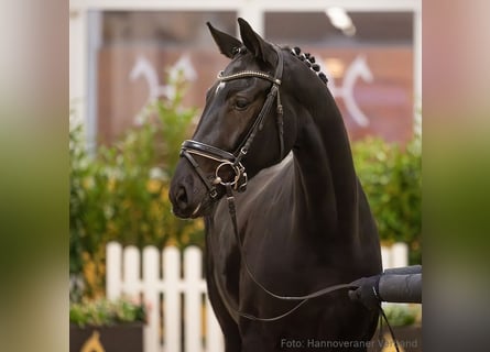 Hannoveraan, Merrie, 5 Jaar, 167 cm, Zwart