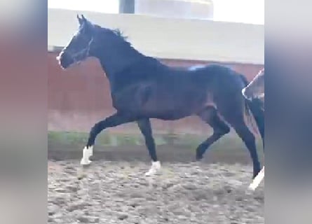 Hannoveraan, Merrie, 5 Jaar, 167 cm, Zwartbruin