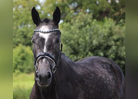 Hannoveraan, Merrie, 5 Jaar, 168 cm, Appelschimmel