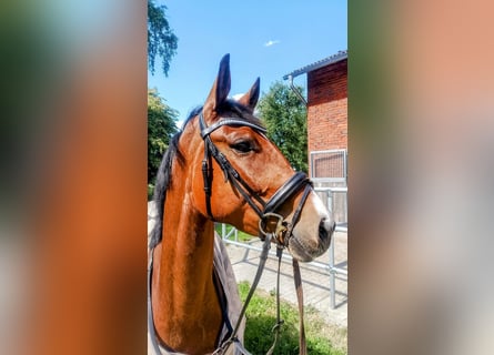 Hannoveraan, Merrie, 5 Jaar, 168 cm, Bruin