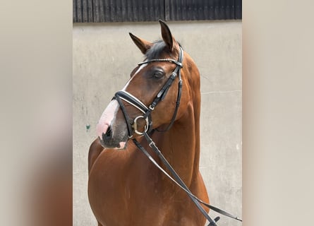 Hannoveraan, Merrie, 5 Jaar, 168 cm, Bruin