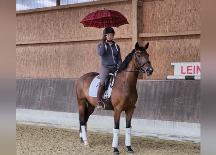 Hannoveraan, Merrie, 5 Jaar, 168 cm, Bruin