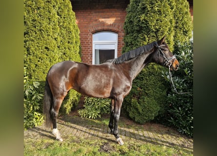 Hannoveraan, Merrie, 5 Jaar, 168 cm, Bruin