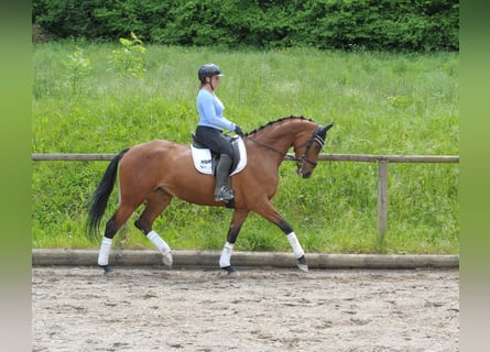 Hannoveraan, Merrie, 5 Jaar, 168 cm, Bruin