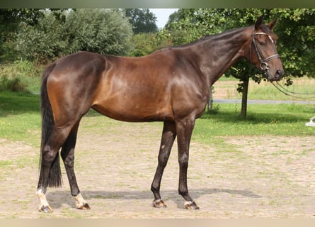 Hannoveraan, Merrie, 5 Jaar, 168 cm, Donkerbruin