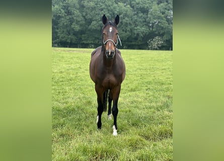 Hannoveraan, Merrie, 5 Jaar, 168 cm, Donkerbruin