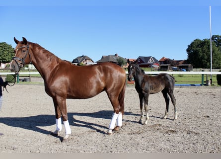 Hannoveraan, Merrie, 5 Jaar, 168 cm