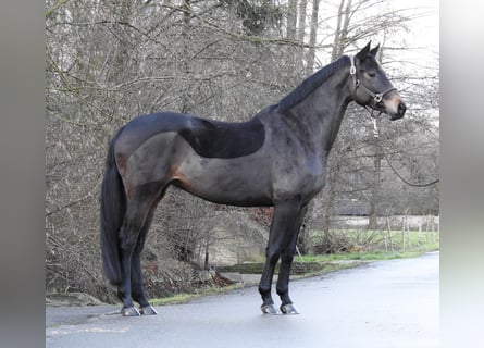 Hannoveraan, Merrie, 5 Jaar, 168 cm