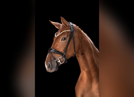Hannoveraan, Merrie, 5 Jaar, 168 cm, Vos