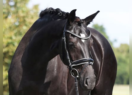 Hannoveraan, Merrie, 5 Jaar, 168 cm, Zwart