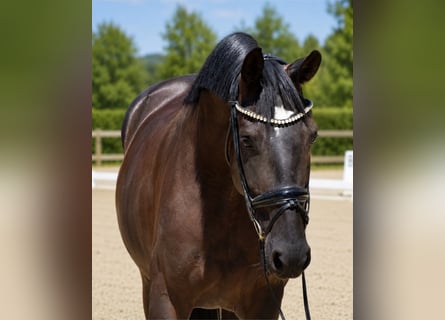 Hannoveraan, Merrie, 5 Jaar, 168 cm, Zwart