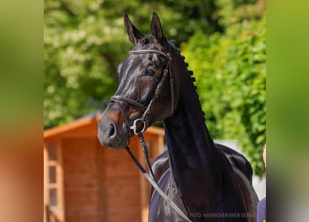 Hannoveraan, Merrie, 5 Jaar, 168 cm, Zwart