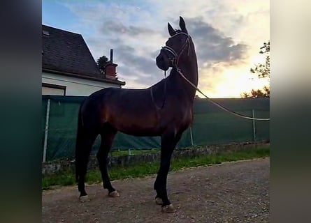 Hannoveraan, Merrie, 5 Jaar, 168 cm, Zwartbruin