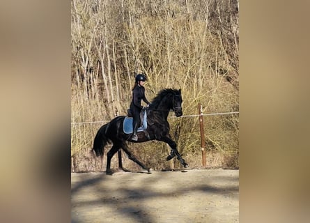 Hannoveraan, Merrie, 5 Jaar, 168 cm, Zwartbruin