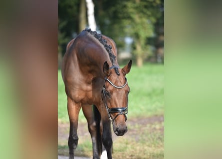 Hannoveraan, Merrie, 5 Jaar, 169 cm, Bruin