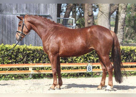 Hannoveraan, Merrie, 5 Jaar, 169 cm, Donkere-vos