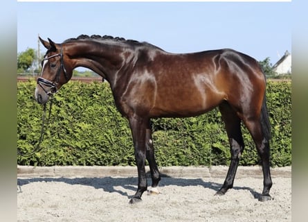 Hannoveraan, Merrie, 5 Jaar, 170 cm, Bruin