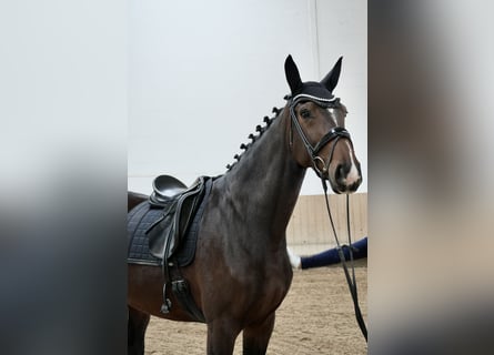 Hannoveraan, Merrie, 5 Jaar, 170 cm, Bruin