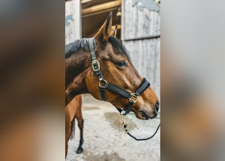 Hannoveraan, Merrie, 5 Jaar, 170 cm, Bruin