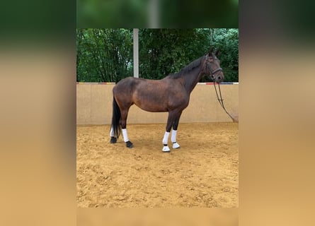 Hannoveraan, Merrie, 5 Jaar, 170 cm, Donkerbruin